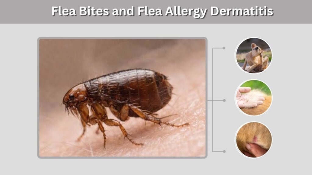 Flea Bites and Flea Allergy Dermatitis