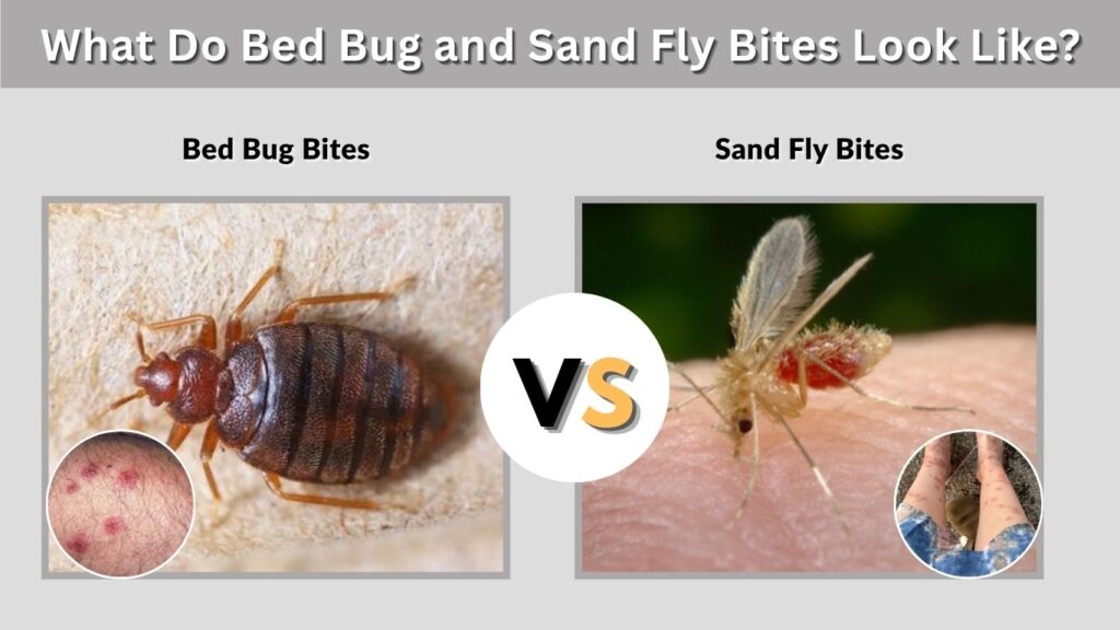 Sand Fly vs Sand Flea, Black Fly, and Biting Midge