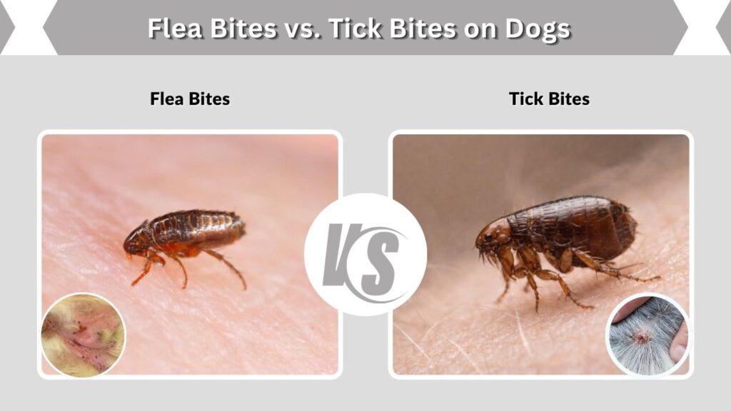 Flea Bites vs. Tick Bites on Dogs