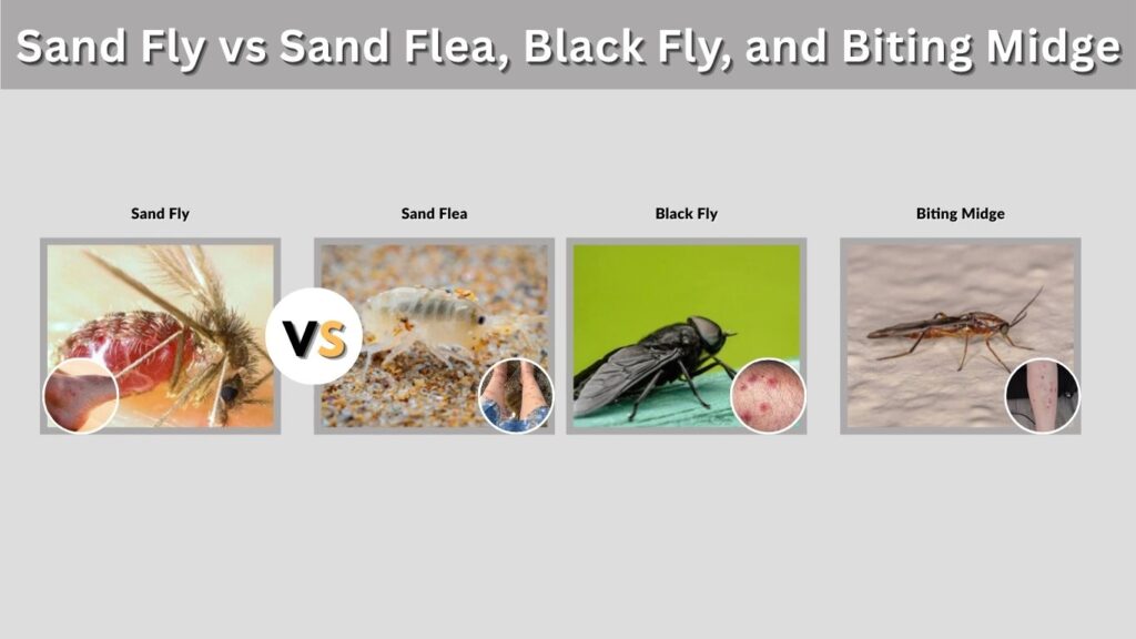 Sand Fly vs Sand Flea, Black Fly, and Biting Midge
