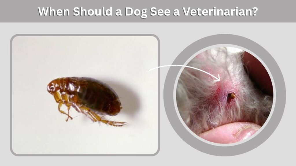 When Should a Dog See a Veterinarian?