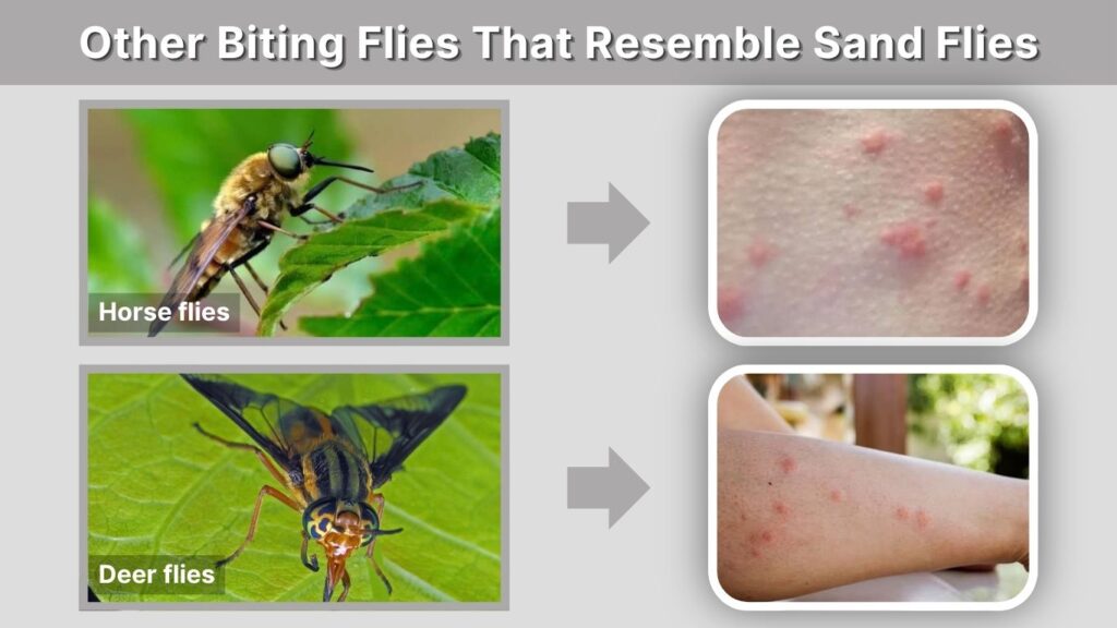 Other Biting Flies That Resemble Sand Flies