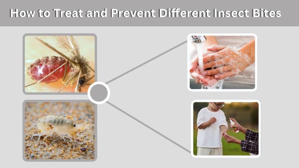 How to Treat and Prevent Different Insect Bites