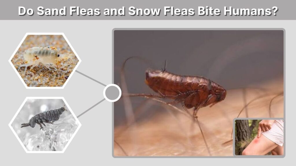 Do Sand Fleas and Snow Fleas Bite Humans?