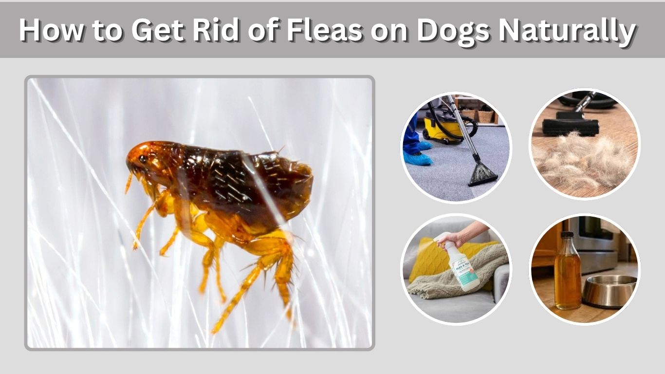 How to Get Rid of Fleas on Dogs Naturally: 7 Simple Ways