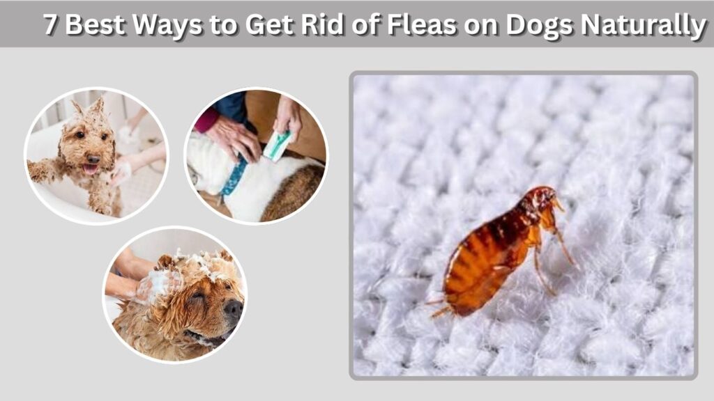 7 Best Ways to Get Rid of Fleas on Dogs Naturally