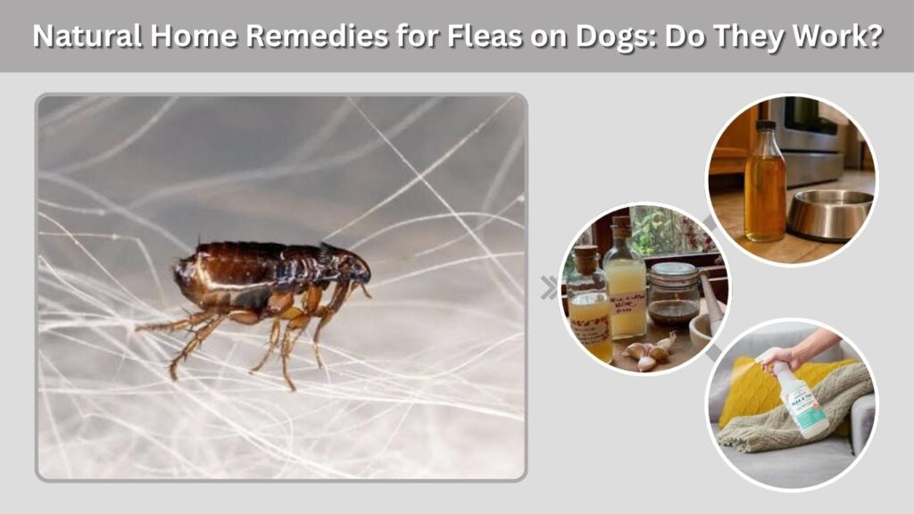 Natural Home Remedies for Fleas on Dogs: Do They Work?