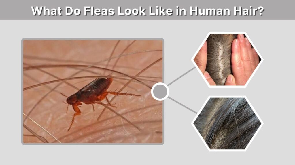 What Do Fleas Look Like in Human Hair?