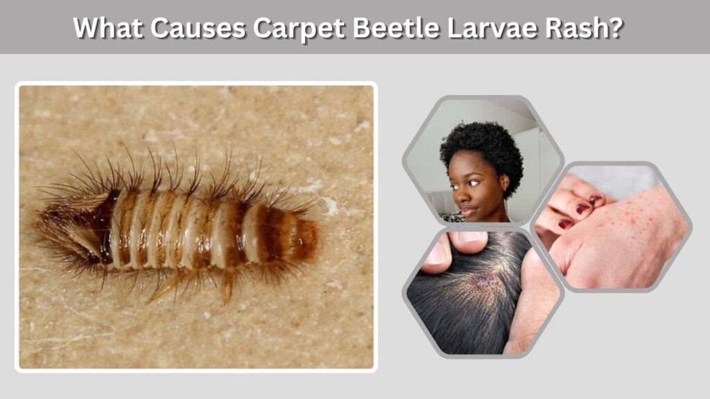 What Causes Carpet Beetle Larvae Rash?