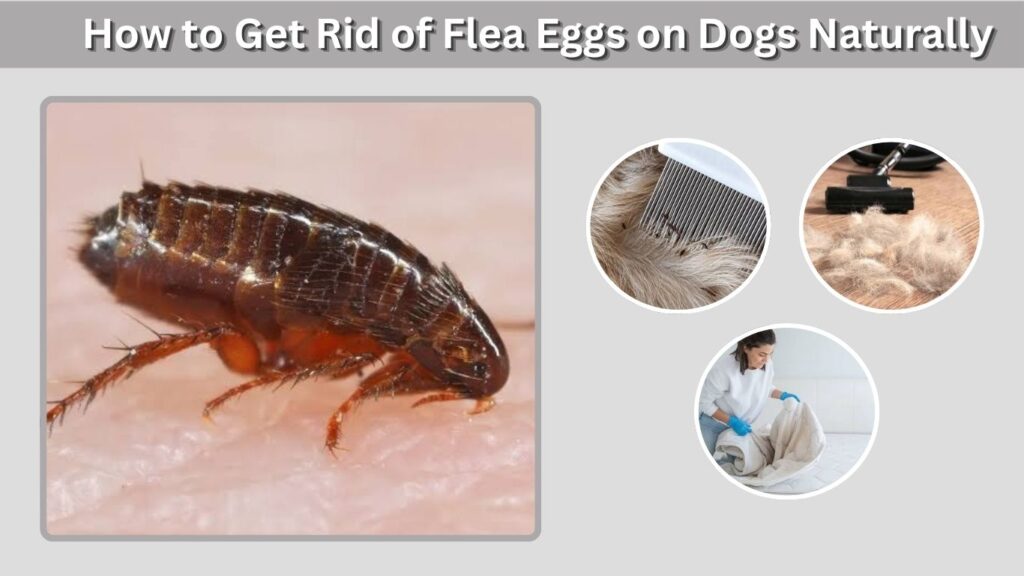 How to Get Rid of Flea Eggs on Dogs Naturally