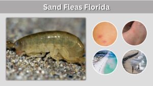 Sand Fleas Florida: Identification, Bites, and Fishing