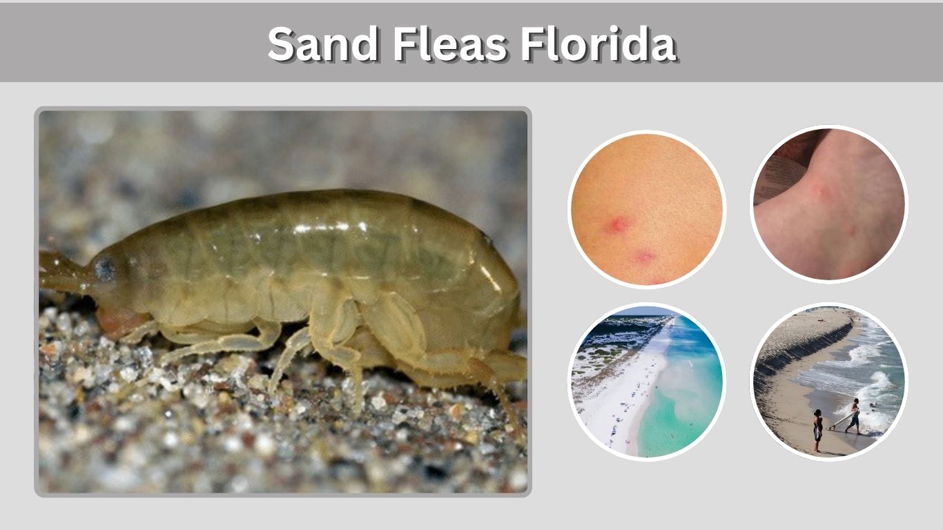 Sand Fleas Florida: Identification, Bites, and Fishing