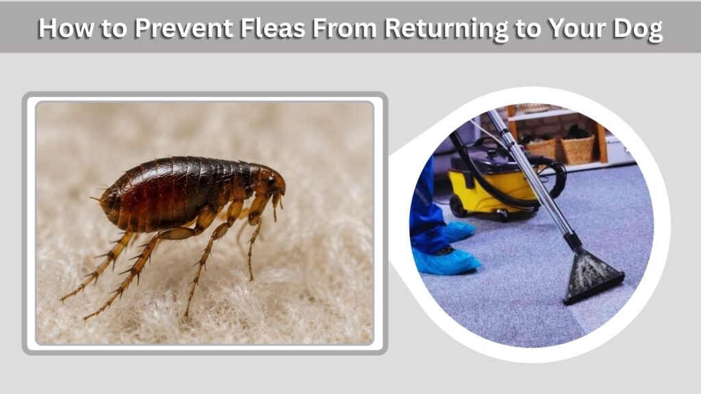 How to Prevent Fleas From Returning to Your Dog