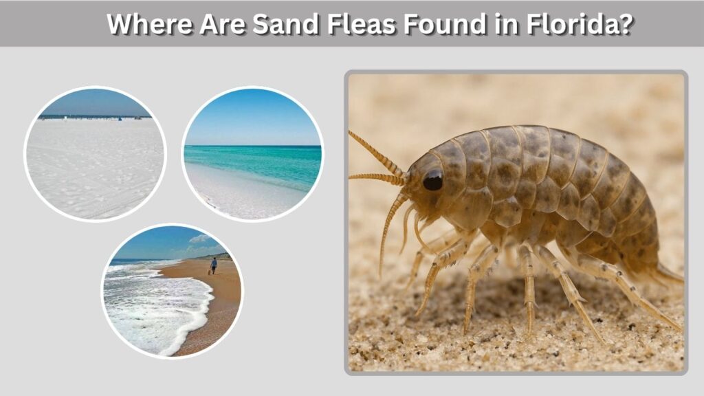 Where Are Sand Fleas Found in Florida?