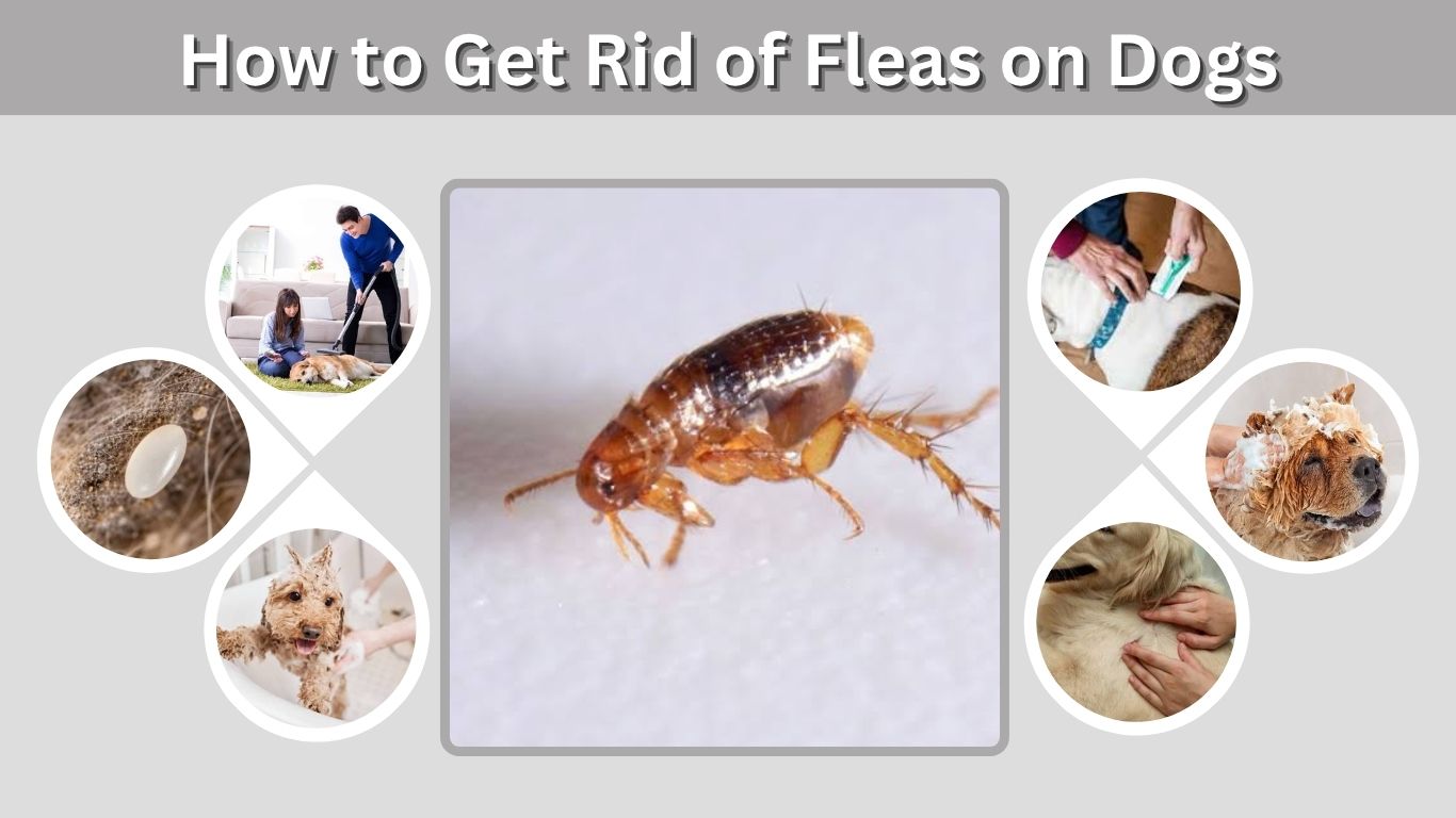 How to Get Rid of Fleas on Dogs: 7 Effective Steps