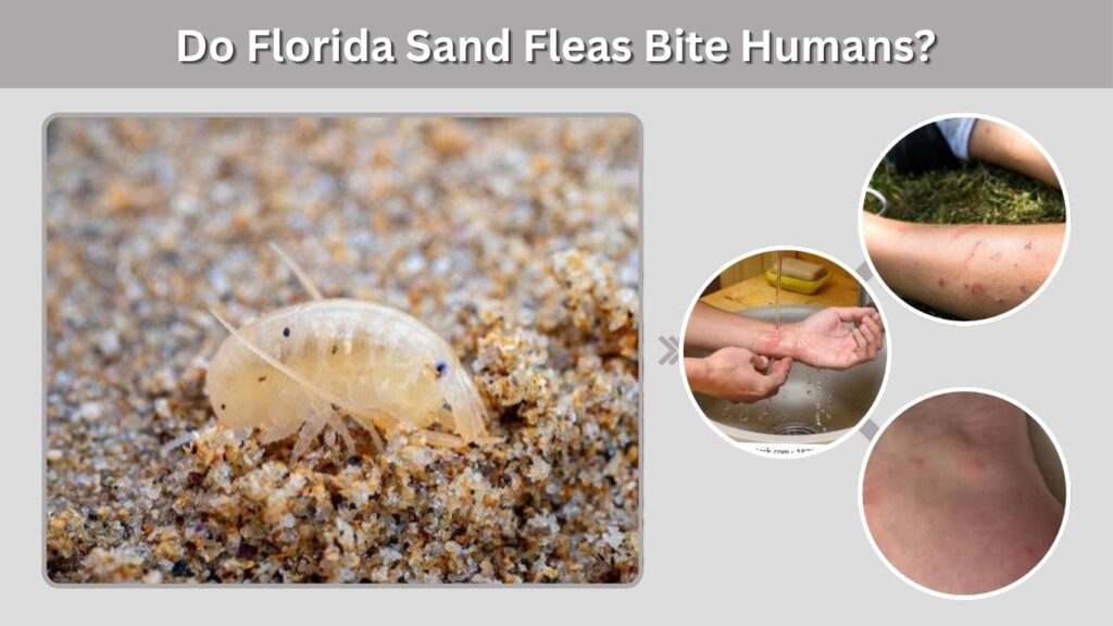 Do Florida Sand Fleas Bite Humans?