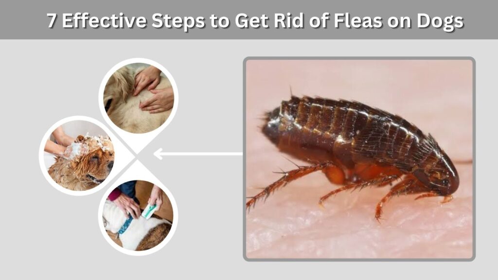 7 Effective Steps to Get Rid of Fleas on Dogs