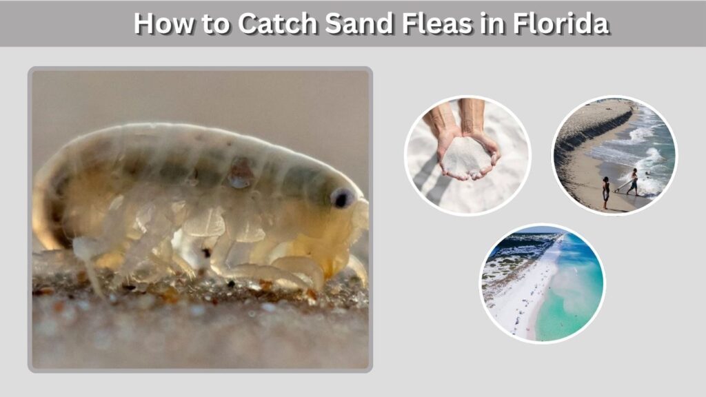 How to Catch Sand Fleas in Florida