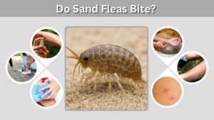 Do Sand Fleas Bite? Symptoms, Treatment, and Prevention
