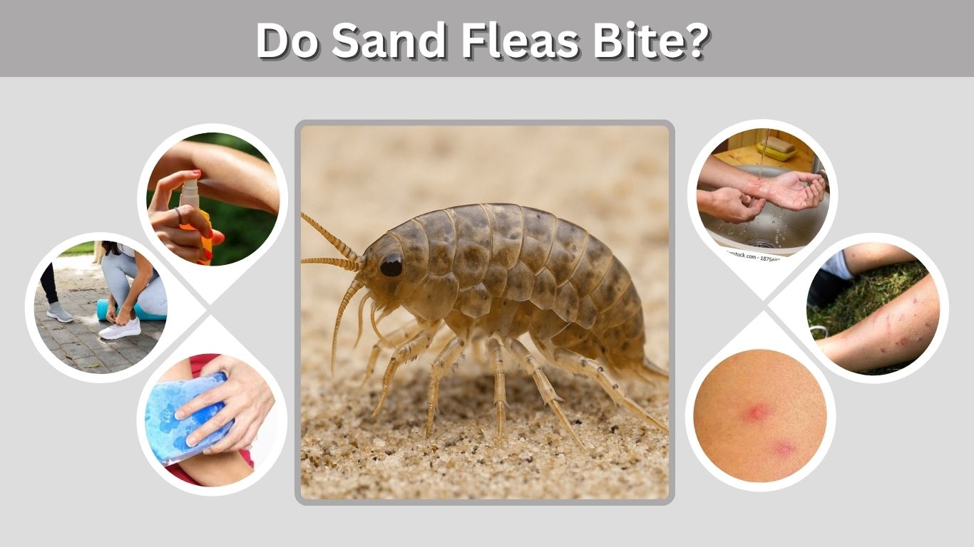 Do Sand Fleas Bite? Symptoms, Treatment, and Prevention