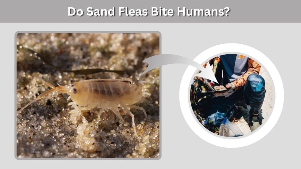 How to Avoid Biting Insects on Florida Beaches