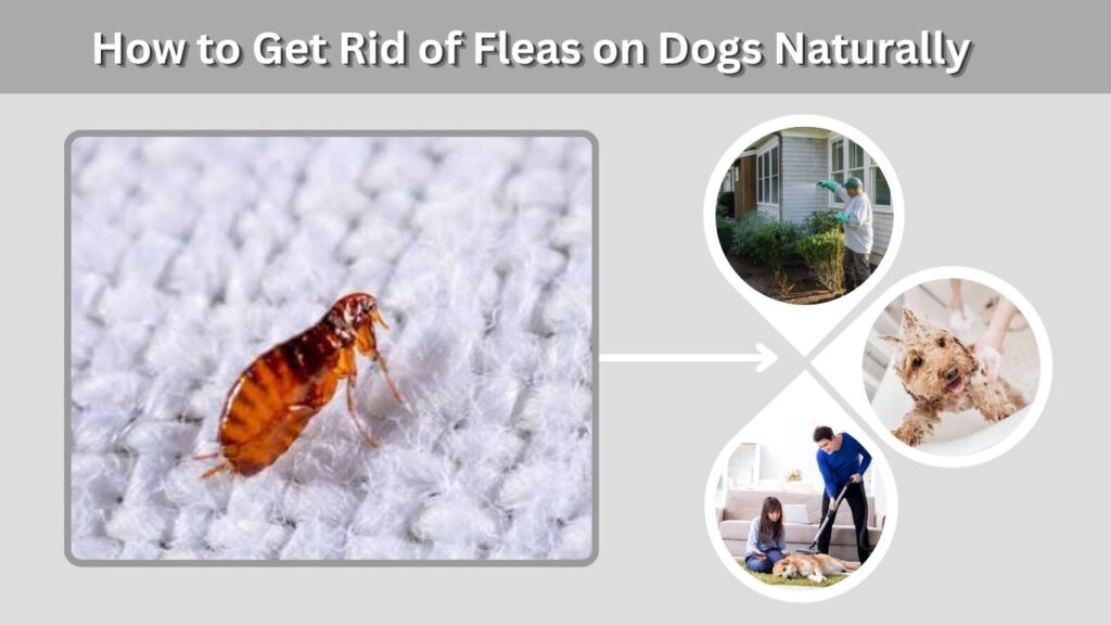 How to Get Rid of Fleas on Dogs Naturally