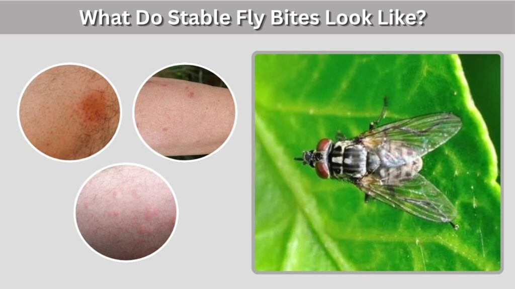What Do Stable Fly Bites Look Like?