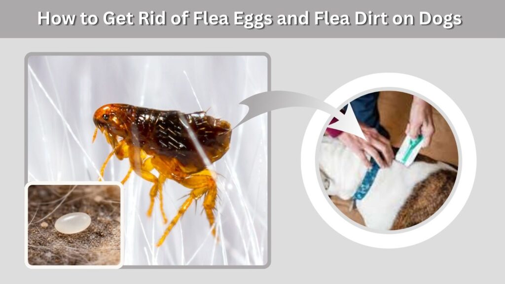 How to Get Rid of Flea Eggs and Flea Dirt on Dogs
