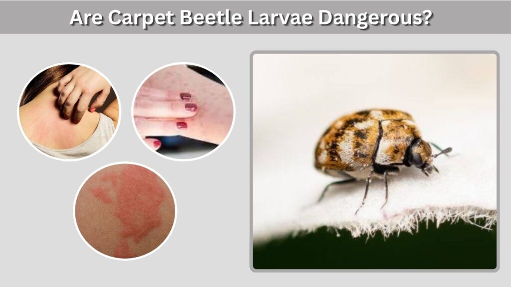 Are Carpet Beetle Larvae Dangerous?