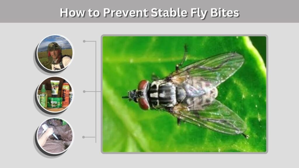 How to Prevent Stable Fly Bites