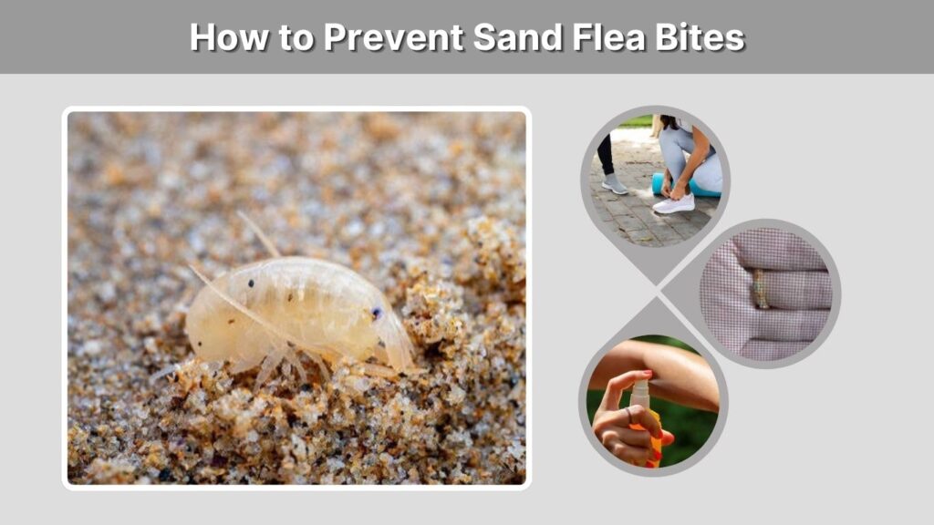 How to Prevent Sand Flea Bites