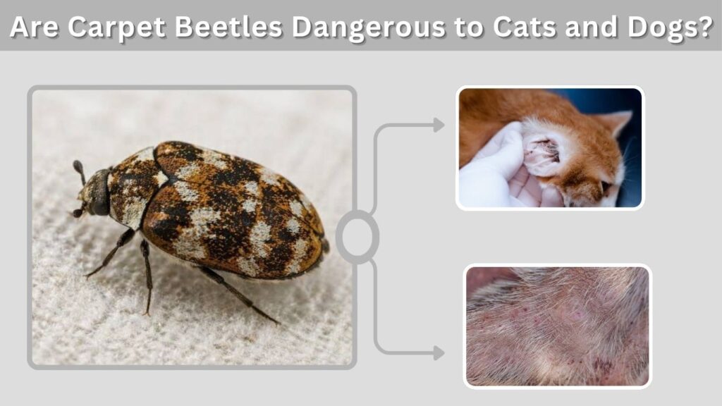 Are Carpet Beetles Dangerous to Cats and Dogs?