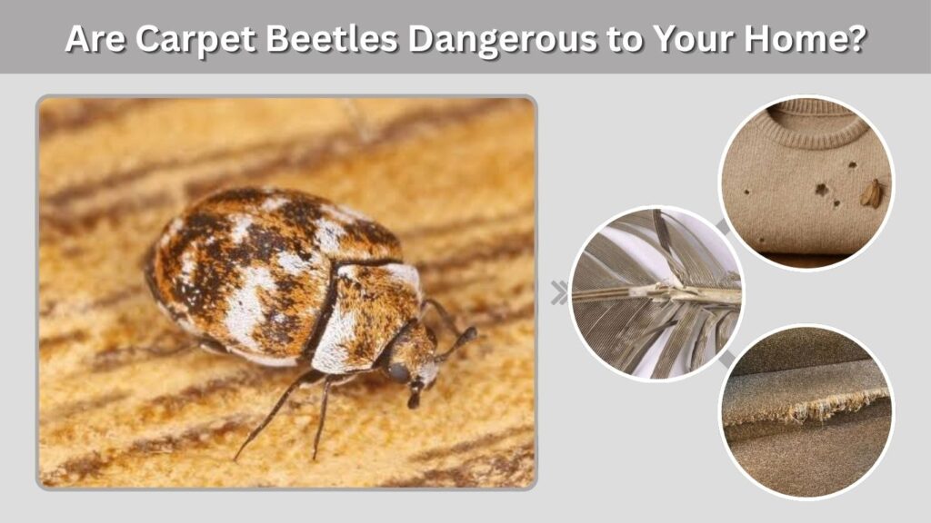 Are Carpet Beetles Dangerous to Your Home?