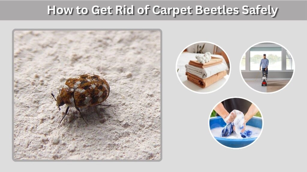 How to Get Rid of Carpet Beetles Safely