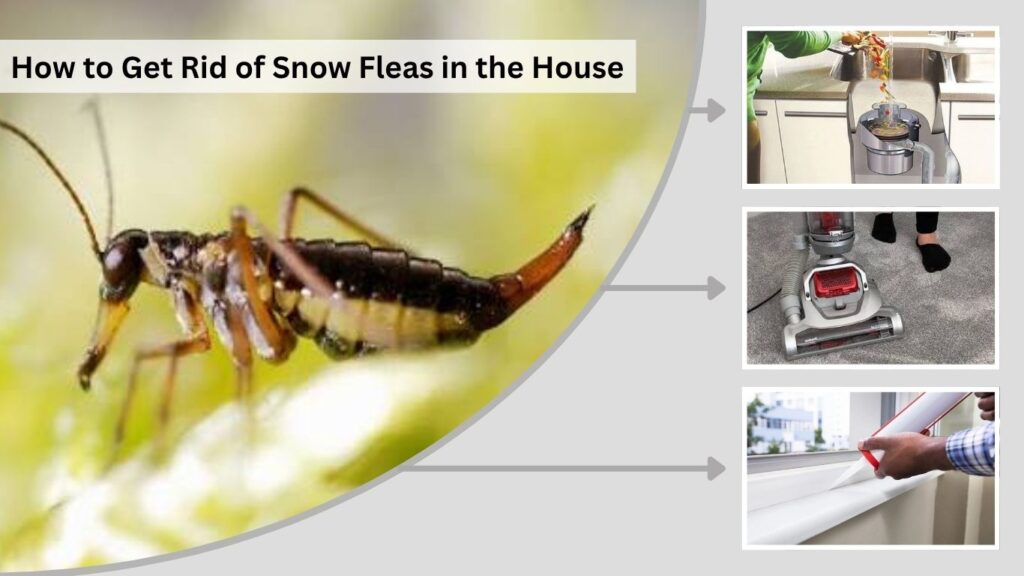 How to Get Rid of Snow Fleas in the House