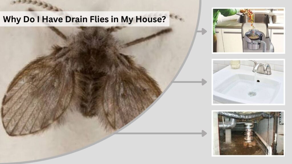 Why Do I Have Drain Flies in My House?