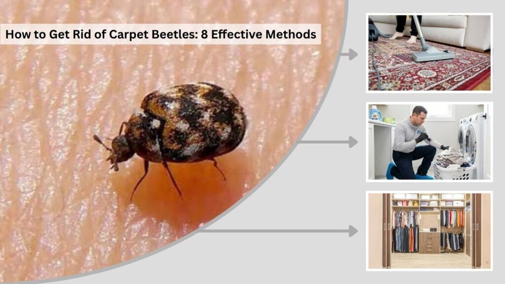 How to Get Rid of Carpet Beetles: 8 Effective Methods