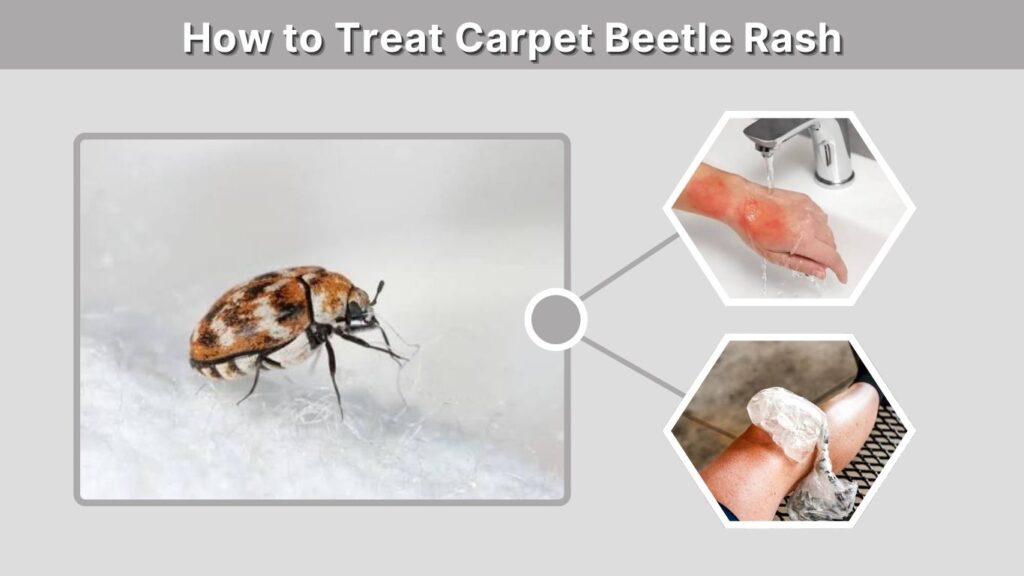 How to Treat Carpet Beetle Rash