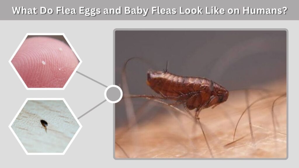 What Do Flea Eggs and Baby Fleas Look Like on Humans?