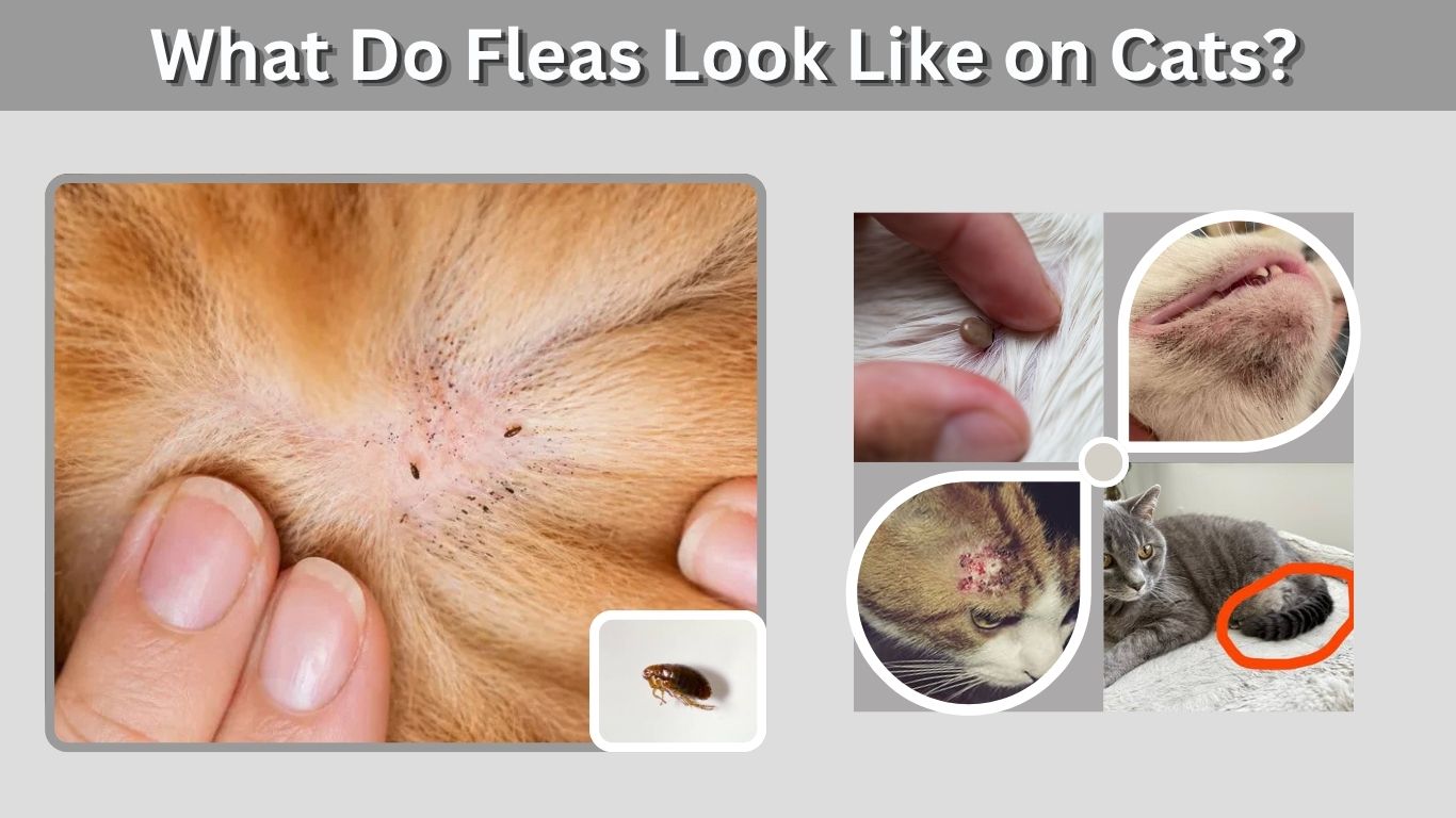 What Do Fleas Look Like on Cats? Signs, Eggs & Bites