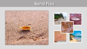Sand Flea: Identification, Bites, Rake, Eggs & Facts