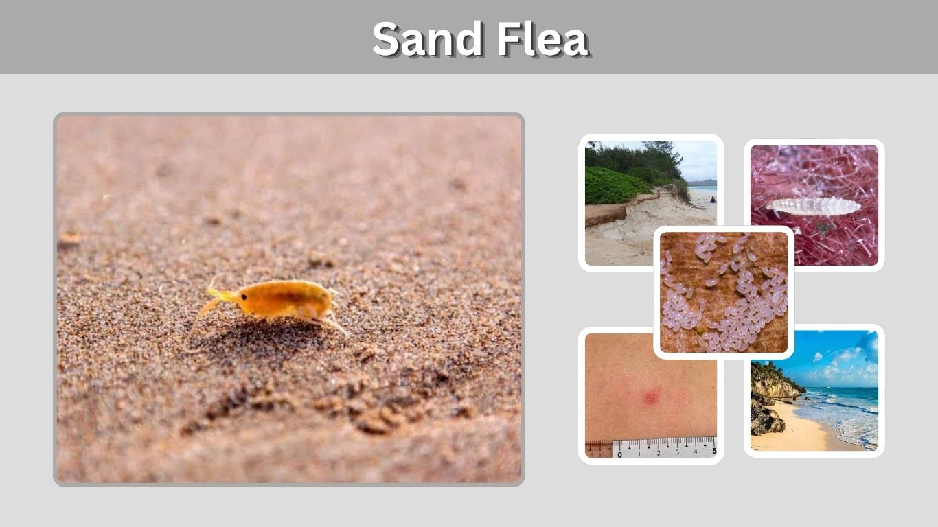 Sand Flea: Identification, Bites, Rake, Eggs & Facts