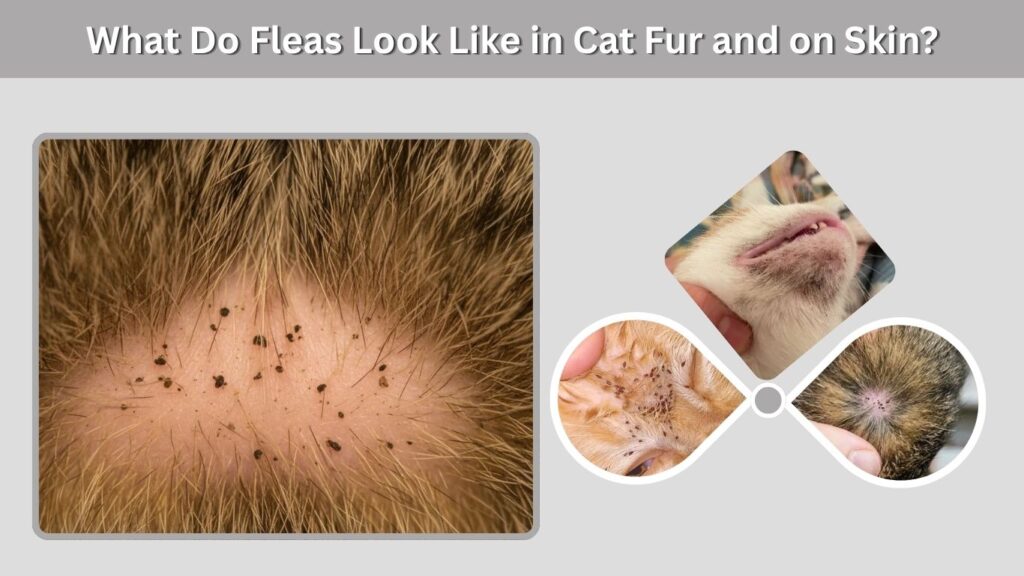What Do Fleas Look Like in Cat Fur and on Skin?