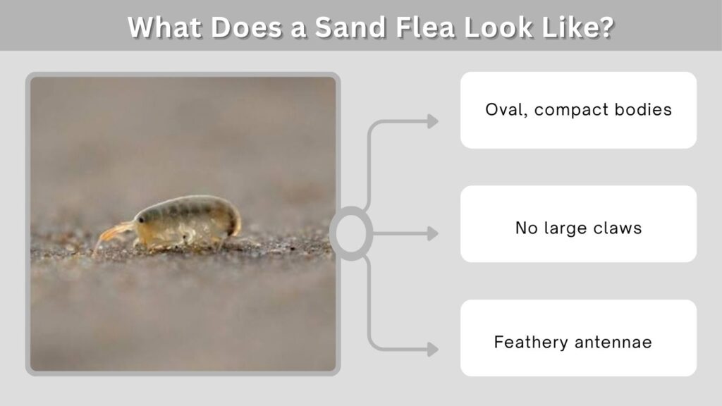 What Does a Sand Flea Look Like?
