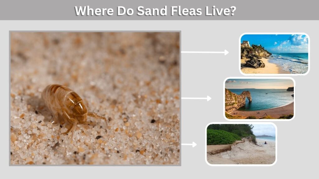 Where Do Sand Fleas Live?