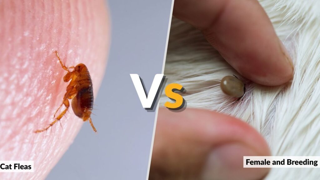 Cat Fleas vs. Ticks: What Is the Difference?