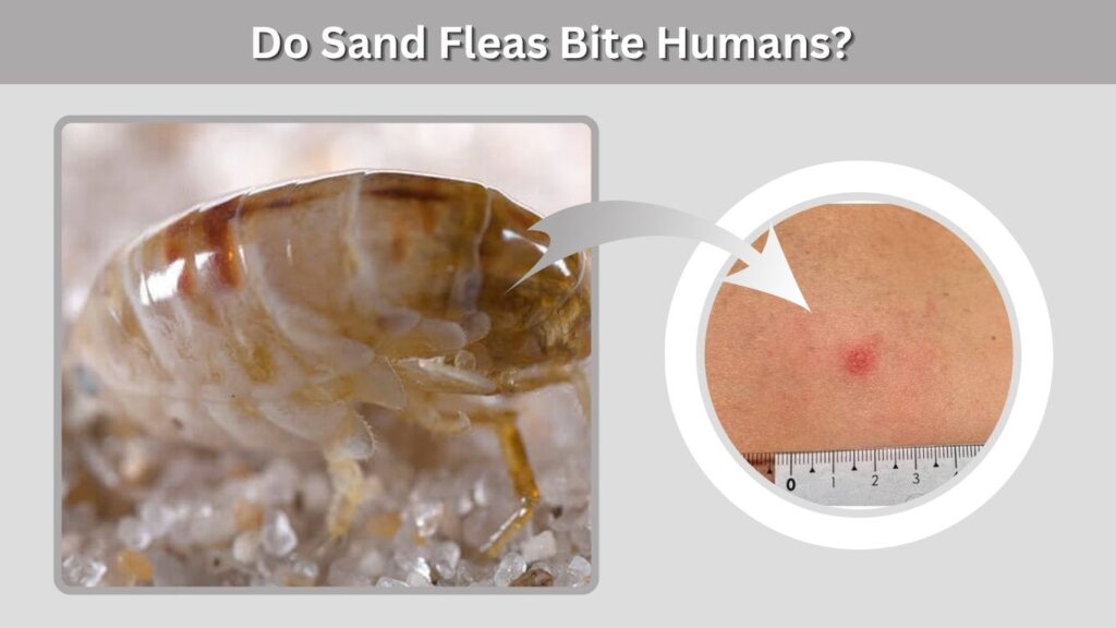 Do Sand Fleas Bite Humans?