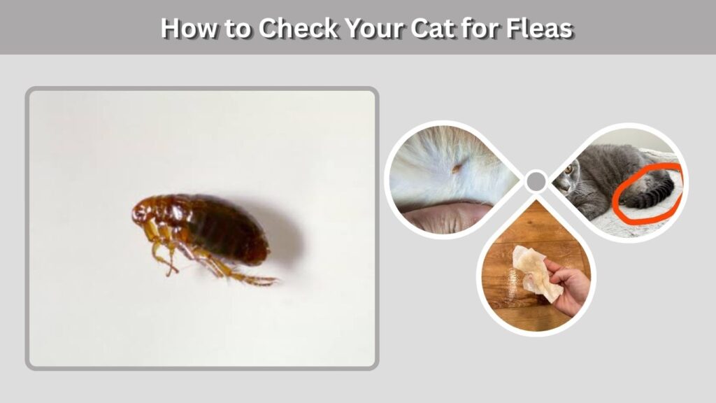 How to Check Your Cat for Fleas