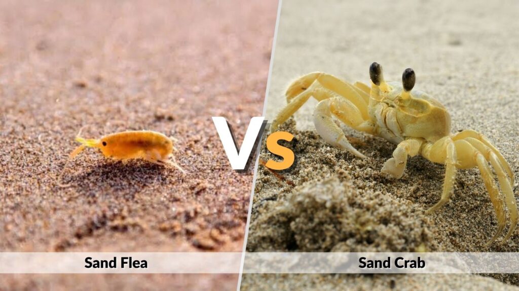 Sand Flea vs Sand Crab