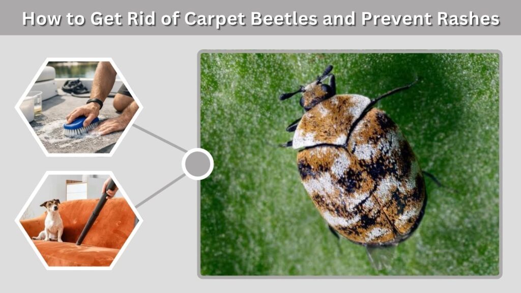 How to Get Rid of Carpet Beetles and Prevent Rashes